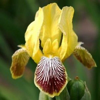 Ирис карликовый Вей Вум Ирис карликовый Вей Вум