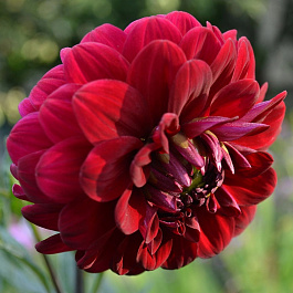 Георгина Декоративная Олл Дайрекшнз