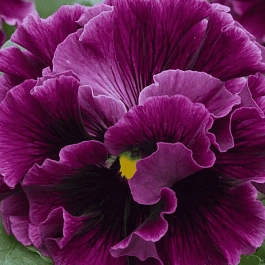 Виола RUFFLES Wine