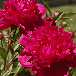 Пион Молочноцветковый Big Ben