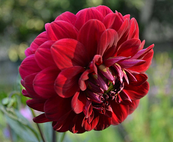 Георгина Декоративная Олл Дайрекшнз