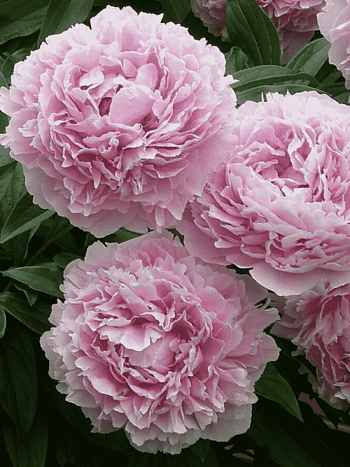 Пион Молочноцветковый Sarah Bernhardt