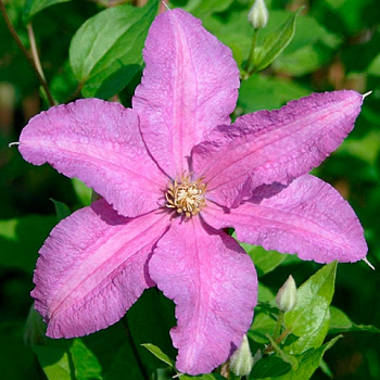 Клематис крупноцветковый Данута