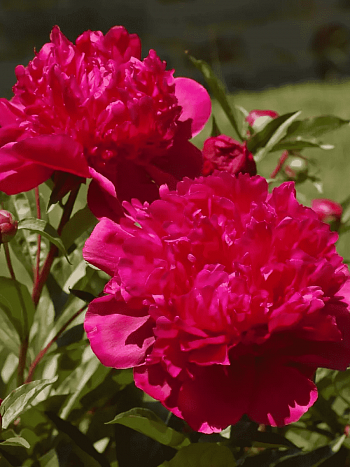 Пион Молочноцветковый Big Ben