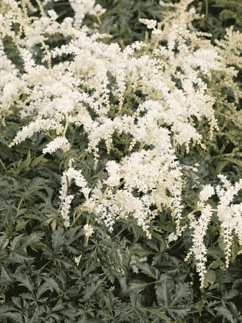 Астильба простолистная White Sensation