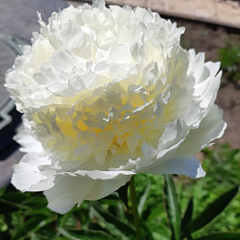 Пион травянистый Бридал Шоуэрз