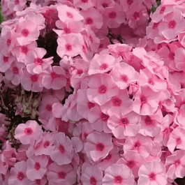 Флокс метельчатый Herbstwalzer