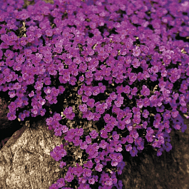 Аубриета Red Purple Mix