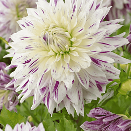 Георгина Akita's Striped