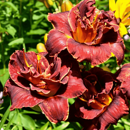 Лилейник Burgundy Love