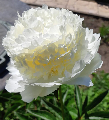 Пион травянистый Бридал Шоуэрз