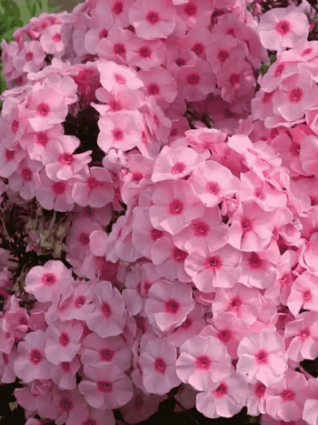 Флокс метельчатый Herbstwalzer