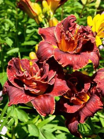 Лилейник Burgundy Love