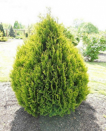 Туя складчатая Корник