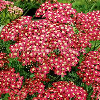 Тысячелистник обыкновенный Королева