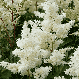 Астильба Арендса Astary White