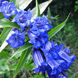 Горечавка ластовневая