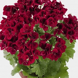 Пеларгония королевская Clarion Dark Red