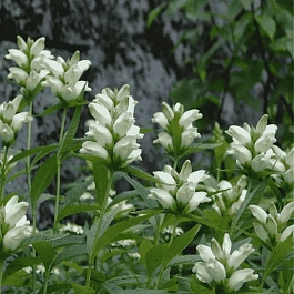 Хелоне косая Alba