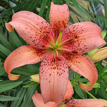 Лилия азиатская Морфо Пинк