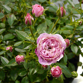 Роза миниатюрная Пикси Блаш