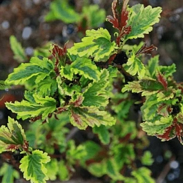 Пузыреплодник калинолистный Chameleon