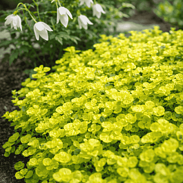 Душица обыкновенная Aureum