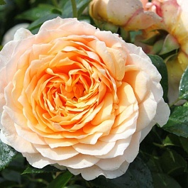 Роза Плетистая Ginger Syllabub Роза Плетистая Ginger Syllabub