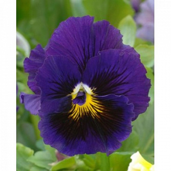 Виола Фризл Сизл Блю