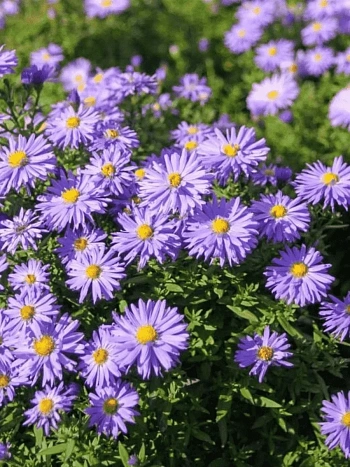 Астра кустарниковая Lady in Blue