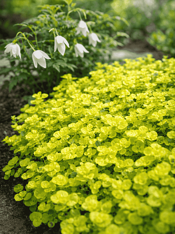 Душица обыкновенная Aureum