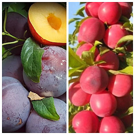 Дерево-сад (2-3х летка) косточковые 2 сорта Шарафуга-Империал