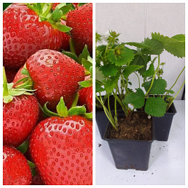 Земляника садовая Берегиня НАБОР 3ШТ