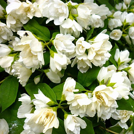 Жасмин садовый Лаймстон