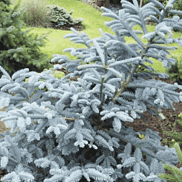 Пихта серебристая Обригхофен