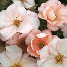 Лапчатка кустарниковая  Double punch pastel