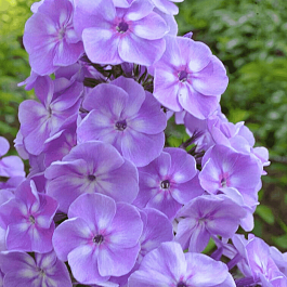 Флокс метельчатый Фалалей