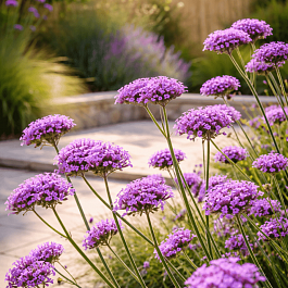 Вербена буэнос-айресская Violet Blue