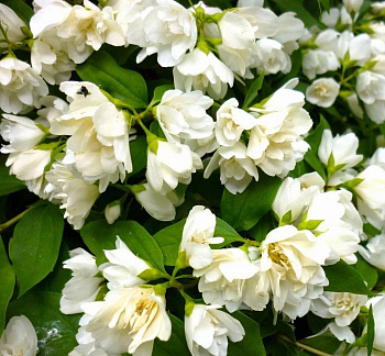 Жасмин садовый Лаймстон