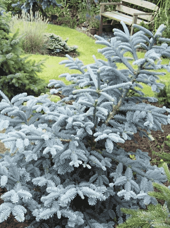 Пихта серебристая Обригхофен