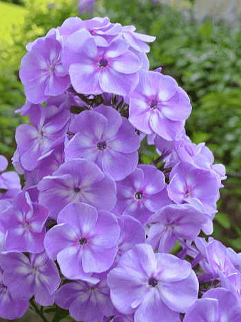 Флокс метельчатый Фалалей