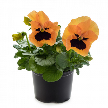 Виола крупноцветковая Инспайер Плюс Оранж Блотч Виола крупноцветковая Инспайер Плюс Оранж Блотч