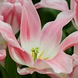 Тюльпан Holland Chik