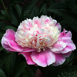 Пион травянистый Кора Стаббс