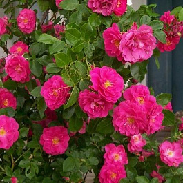 Роза канадская плетистая Вильям Баффин