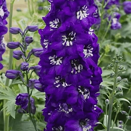 Дельфиниум Magic Fountain Dark Blue White Bee