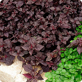 Ирезине Парпл Леди