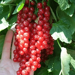 Смородина  Jonkheer Van Tets