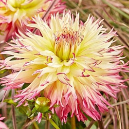 Георгина Бахромчатая Капроз Жозефина