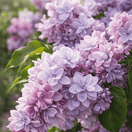 Сирень обыкновенная Крылья Надежды